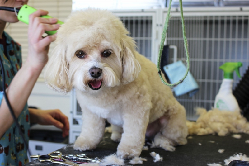 veterinaire-LEVENS-min_white_dog_grooming_pet_pet_grooming_salon_groomer_fur-678977